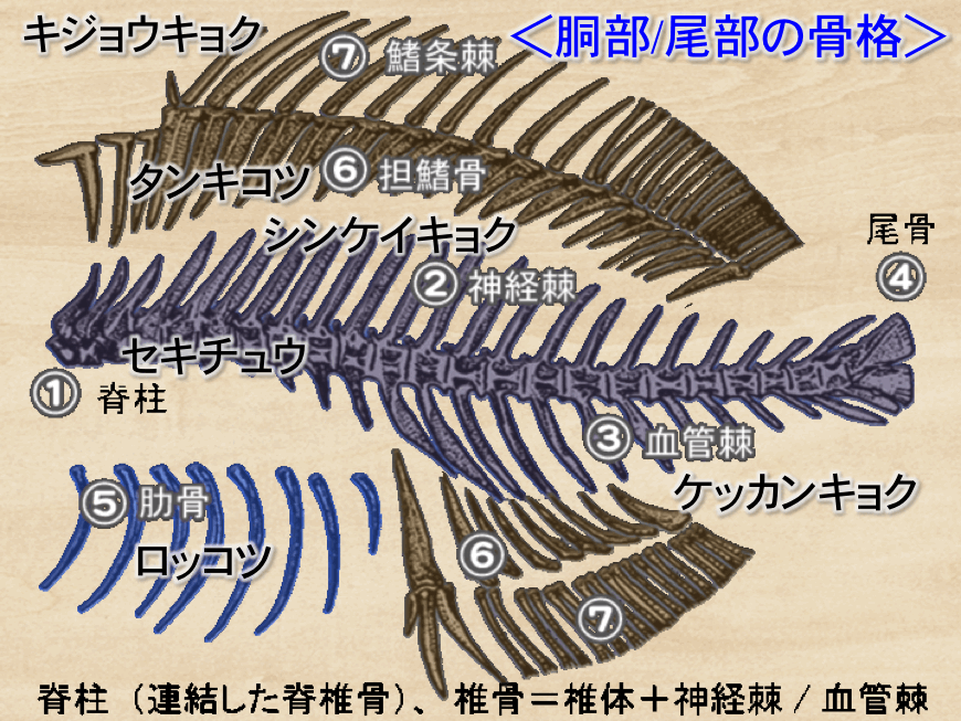 骨用語と一般論